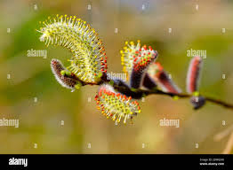 Attēlu rezultāti vaicājumam “Salix purpurea male flower”