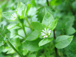 Attēlu rezultāti vaicājumam “Stellaria alsine”