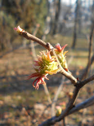 Attēlu rezultāti vaicājumam “Sorbaria sorbifolia bud”