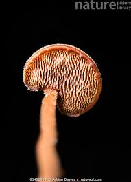 Attēlu rezultāti vaicājumam “Auriscalpium vulgare”