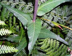 Attēlu rezultāti vaicājumam “Cirsium heterophyllum leaf”