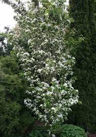 Attēlu rezultāti vaicājumam “Sorbus alnifolia”