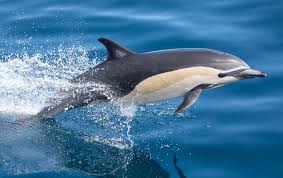 Image result for Delphinus delphis