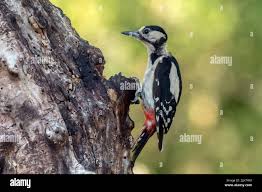 Attēlu rezultāti vaicājumam “Dendrocopos major female”