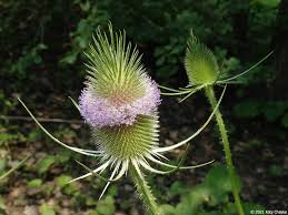 Attēlu rezultāti vaicājumam “Dipsacus fullonum fruit”