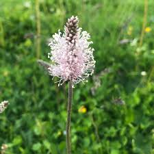 Attēlu rezultāti vaicājumam “Plantago media bud”