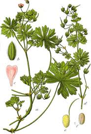 Attēlu rezultāti vaicājumam “Geranium pusillum leaf”