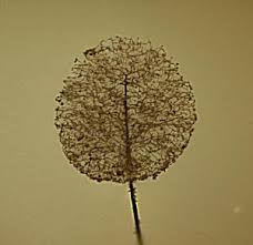 Attēlu rezultāti vaicājumam “Comatricha nigra young”