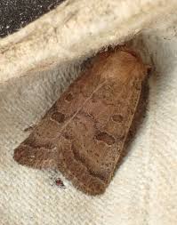 Attēlu rezultāti vaicājumam “Hoplodrina octogenaria”