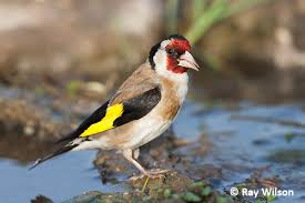 Attēlu rezultāti vaicājumam “Carduelis carduelis adult”