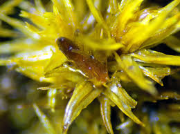 Attēlu rezultāti vaicājumam “Orthotrichum speciosum sporophyte”