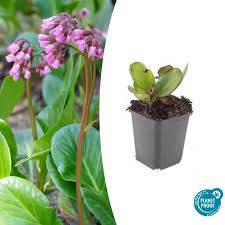 Image result for Bergenie