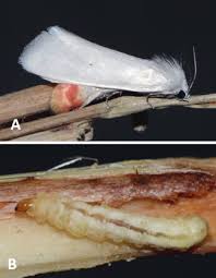 Attēlu rezultāti vaicājumam “Shargacucullia scrophulariae larva”