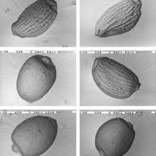 Attēlu rezultāti vaicājumam “Juncus capitatus fruit”