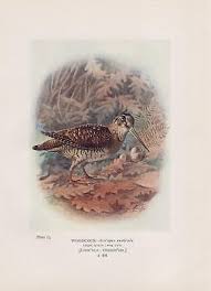 Attēlu rezultāti vaicājumam “Scolopax rusticola eggs”