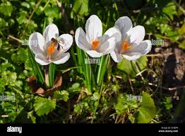 Attēlu rezultāti vaicājumam “Crocus vernus subsp. vernus flower”