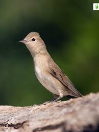 Attēlu rezultāti vaicājumam “Sylvia borin”