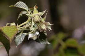 Attēlu rezultāti vaicājumam “Rubus saxatilis flower”