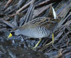 Image result for Porzana carolina