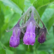 Attēlu rezultāti vaicājumam “Symphytum officinale bud”
