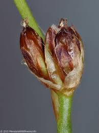 Attēlu rezultāti vaicājumam “Juncus alpinoarticulatus”