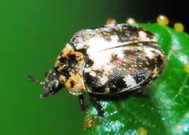 Attēlu rezultāti vaicājumam “Anthrenus sp.”