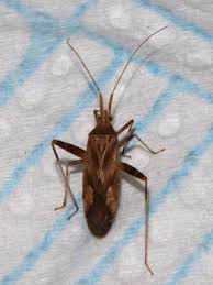 Attēlu rezultāti vaicājumam “Phytocoris varipes”