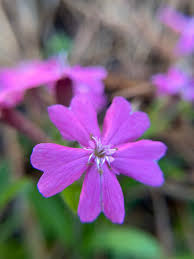 Attēlu rezultāti vaicājumam “Silene borysthenica flower”