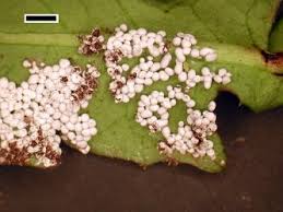 Attēlu rezultāti vaicājumam “Physarum bitectum”