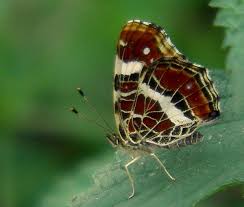 Attēlu rezultāti vaicājumam “Araschnia levana”