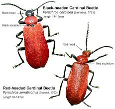Attēlu rezultāti vaicājumam “Pyrochroa coccinea”