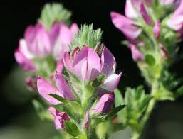 Attēlu rezultāti vaicājumam “Ononis arvensis”