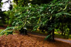 Attēlu rezultāti vaicājumam “Tilia platyphyllos Laciniata”