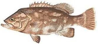 Image result for Polyprion americanus