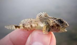 Image result for Myoxocephalus scorpius