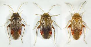 Attēlu rezultāti vaicājumam “Psallus sp.”