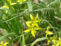 Attēlu rezultāti vaicājumam “Gagea lutea leaf”