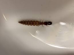 Attēlu rezultāti vaicājumam “Raphidioptera larva”