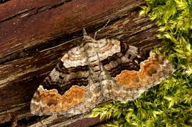 Attēlu rezultāti vaicājumam “Xanthorhoe quadrifasiata”