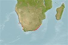 Image result for Petrus rupestris