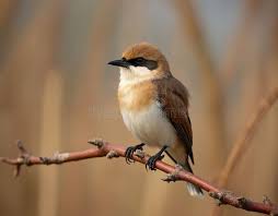 Attēlu rezultāti vaicājumam “Panurus biarmicus male”