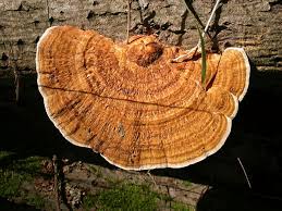 Attēlu rezultāti vaicājumam “Daedaleopsis confragosa”