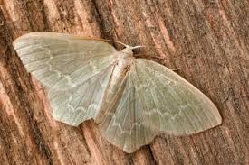 Attēlu rezultāti vaicājumam “Jodis putata”