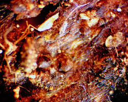 Attēlu rezultāti vaicājumam “Licea minima macro”