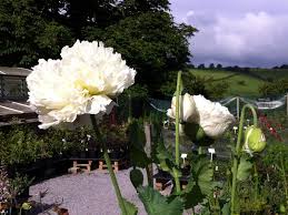 Image result for Papaver somniferum White Cloud