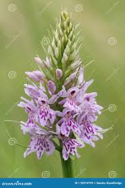 Attēlu rezultāti vaicājumam “Dactylorhiza fuchsii”