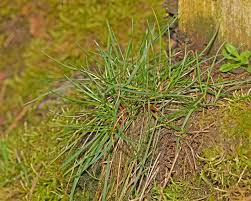 Attēlu rezultāti vaicājumam “Danthonia decumbens”