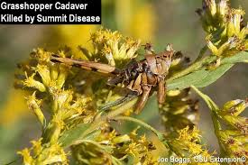 Attēlu rezultāti vaicājumam “Entomophaga grylli”