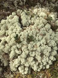 Attēlu rezultāti vaicājumam “Cladonia stellaris”