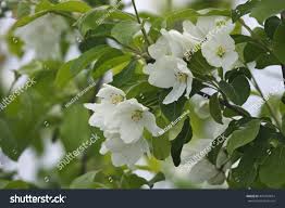 Attēlu rezultāti vaicājumam “Malus mandshurica”